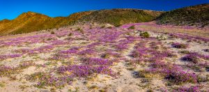 Desert-Flowers-Mex-5-Baja-California-Nord-10-300x132 Desert Flowers
