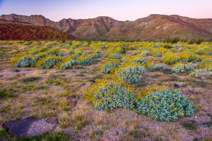 Desert-Flowers-Mex-5-Baja-California-Nord-22-300x200 Desert Flowers