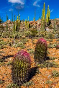 Desert-Garden-Mex-1-Baja-California-Nord-12-200x300 Desert Garden