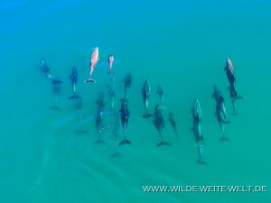 Dolphins-Punta-Prieta-Mulegé-Baja-California-Süd-14-300x225 Dolphins