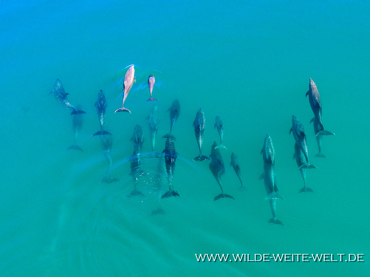 Dolphins-Punta-Prieta-Mulegé-Baja-California-Süd-19 Delfine / Dolphins Punta Prieta bei Mulegé [Mexico / Baja California]