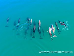 Dolphins-Punta-Prieta-Mulegé-Baja-California-Süd-15-300x225 Dolphins