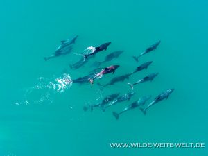 Dolphins-Punta-Prieta-Mulegé-Baja-California-Süd-19-300x225 Dolphins