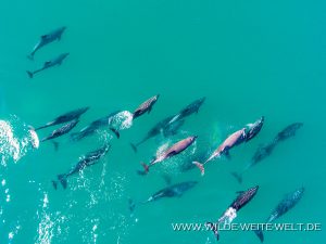 Dolphins-Punta-Prieta-Mulegé-Baja-California-Süd-21-300x225 Dolphins