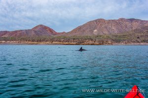 Dolphins-Punta-Prieta-Mulegé-Baja-California-Süd-29-300x200 Dolphins