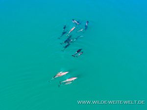 Dolphins-Punta-Prieta-Mulegé-Baja-California-Süd-7-300x225 Dolphins