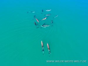 Dolphins-Punta-Prieta-Mulegé-Baja-California-Süd-9-300x225 Dolphins