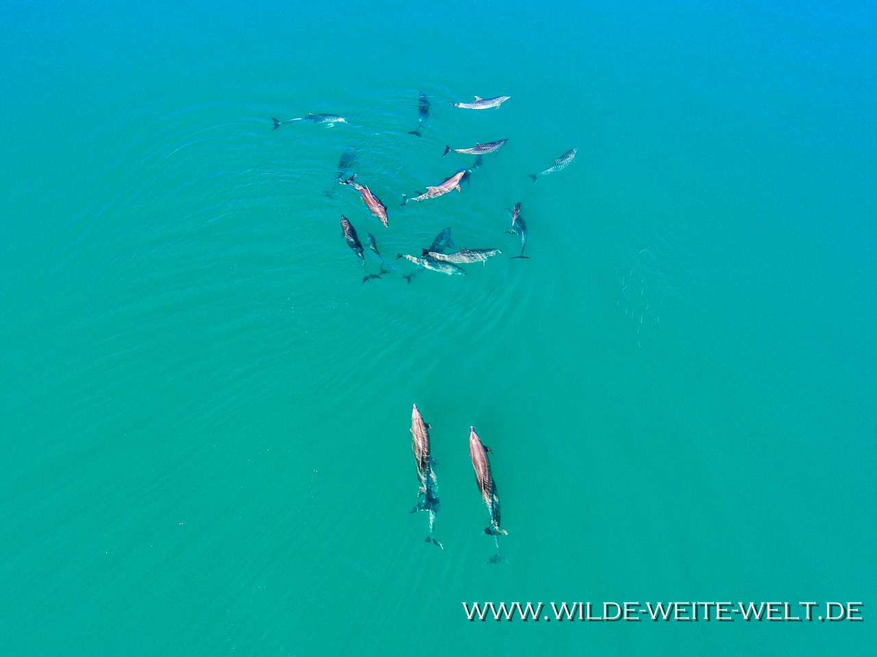 Dolphins-Punta-Prieta-Mulegé-Baja-California-Süd-19 Delfine / Dolphins Punta Prieta bei Mulegé [Mexico / Baja California]