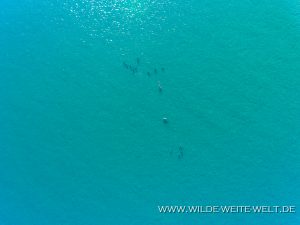 Dolphins-Sand-Spit-La-Paz-Baja-California-Süd-2-300x225 Dolphins