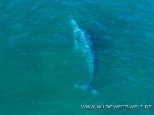 Humpback-Whale-Puntas-Lobos-Todos-Santos-Baja-California-Süd-17-300x225 Humpback Whale