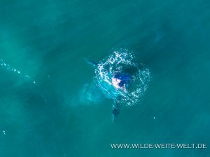 Humpback-Whale-Puntas-Lobos-Todos-Santos-Baja-California-Süd-21-300x225 Humpback Whale