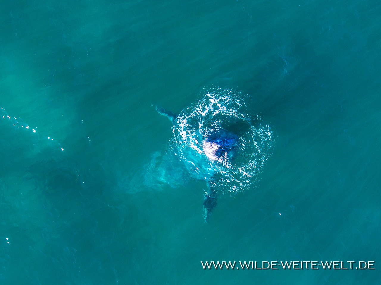 Humpback-Whale-Puntas-Lobos-Todos-Santos-Baja-California-Süd-25 Buckelwale - Humpback Whales [Mexico / Baja California]