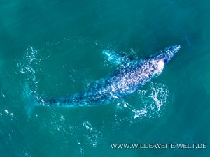 Humpback-Whale-Puntas-Lobos-Todos-Santos-Baja-California-Süd-24-300x225 Humpback Whale