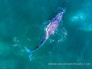 Humpback-Whale-Puntas-Lobos-Todos-Santos-Baja-California-Süd-25-300x225 Humpback Whale