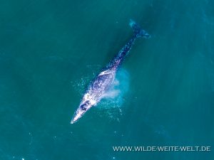 Humpback-Whale-Puntas-Lobos-Todos-Santos-Baja-California-Süd-28-300x225 Humpback Whale