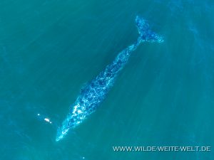 Humpback-Whale-Puntas-Lobos-Todos-Santos-Baja-California-Süd-31-300x225 Humpback Whale