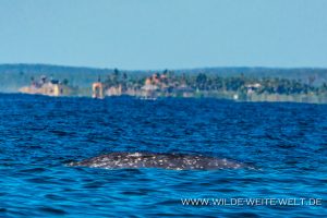 Humpback-Whale-Puntas-Lobos-Todos-Santos-Baja-California-Süd-6-300x200 Humpback Whale