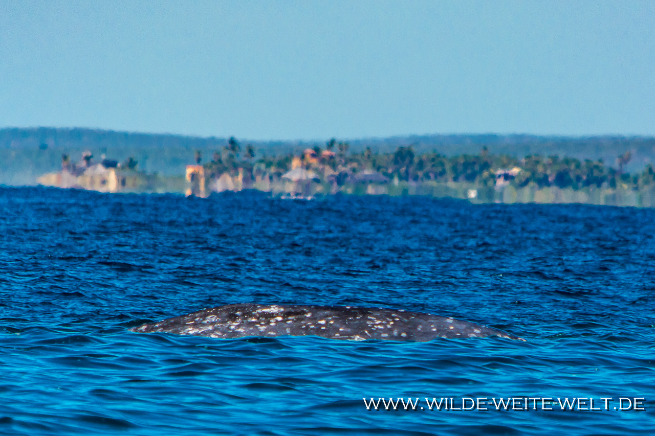 Humpback-Whale-Puntas-Lobos-Todos-Santos-Baja-California-Süd-25 Buckelwale - Humpback Whales [Mexico / Baja California]