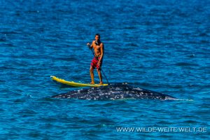 Humpback-Whale-with-Standup-Paddler-Puntas-Lobos-Todos-Santos-Baja-California-Süd-300x200 Humpback Whale with Standup Paddler