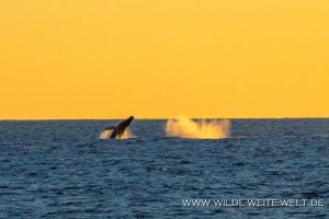 Humpback-Whales-Tortugureos-Las-Playitas-Todos-Santos-Baja-California-Süd-24-300x200 Humpback Whales