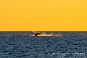 Humpback-Whales-Tortugureos-Las-Playitas-Todos-Santos-Baja-California-Süd-26-300x200 Humpback Whales