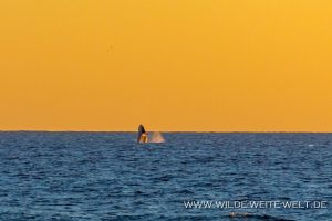 Humpback-Whales-Tortugureos-Las-Playitas-Todos-Santos-Baja-California-Süd-30-300x200 Humpback Whales