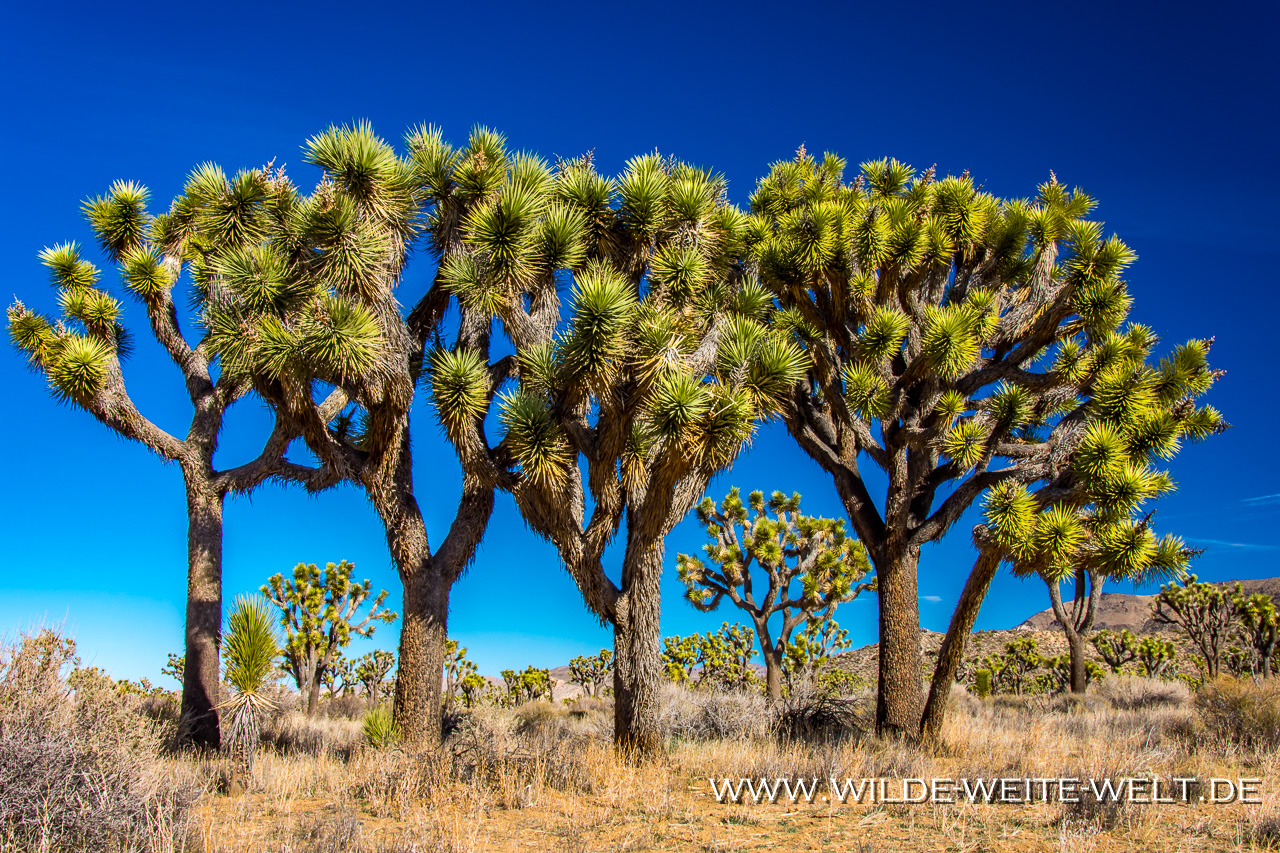 Joshua-Tree-Keys-View-Road-Joshua-Tree-National-Park-California-14 Joshua Trees: Yucca brevifolia so groß wie Bäume [California]