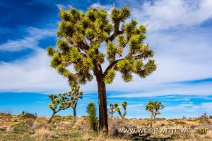 Joshua-Tree-Yucca-Mesa-California-3-300x200 Joshua Tree