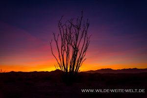 Ocotillo-Sunset-Anza-Borrego-Desert-State-Park-California-300x200 Ocotillo Sunset