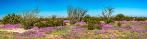 Ocotillo-und-Desert-Flowers-Los-Puentes-Mex-5-Baja-California-Nord-2-300x81 Ocotillo und Desert Flowers