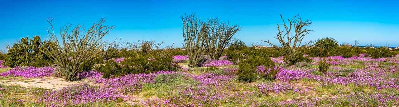 Ocotillo-Palm-Canyon-Trail-Anza-Borrego-Desert-State-Park-California-7 Botanische Kuriosität: Ocotillo [California, Baja California]
