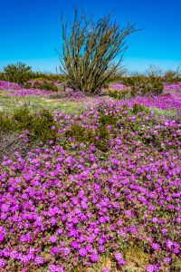 Ocotillo-und-Desert-Flowers-Los-Puentes-Mex-5-Baja-California-Nord-6-200x300 Ocotillo und Desert Flowers