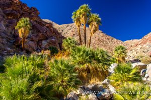 Palm-Grove-Palm-Canyon-Trail-Anza-Borrego-Desert-State-Park-California-6-300x200 Palm Grove