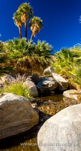Palm-Grove-Palm-Canyon-Trail-Anza-Borrego-Desert-State-Park-California-8-160x300 Palm Grove