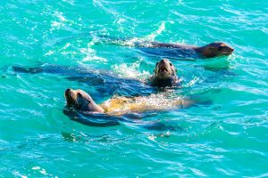 Sea-Lions-Bahia-Magdalena-Baja-California-Nord-8-300x200 Sea Lions