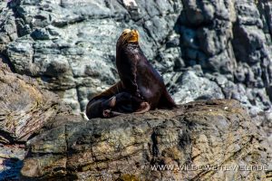 Sea-Lions-Punta-Lobos-Todos-Santos-Baja-California-Süd-11-300x200 Sea Lions