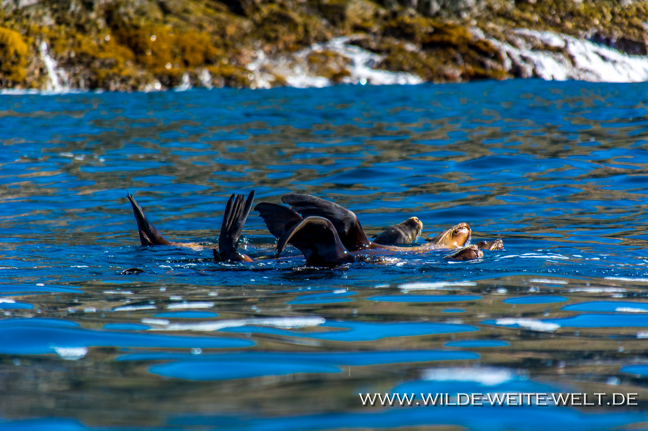 Sea-Lions-Punta-Lobos-Todos-Santos-Baja-California-Süd Seelöwen - Sea Lions & Boat Launch der Fischer [Mexico / Baja California]