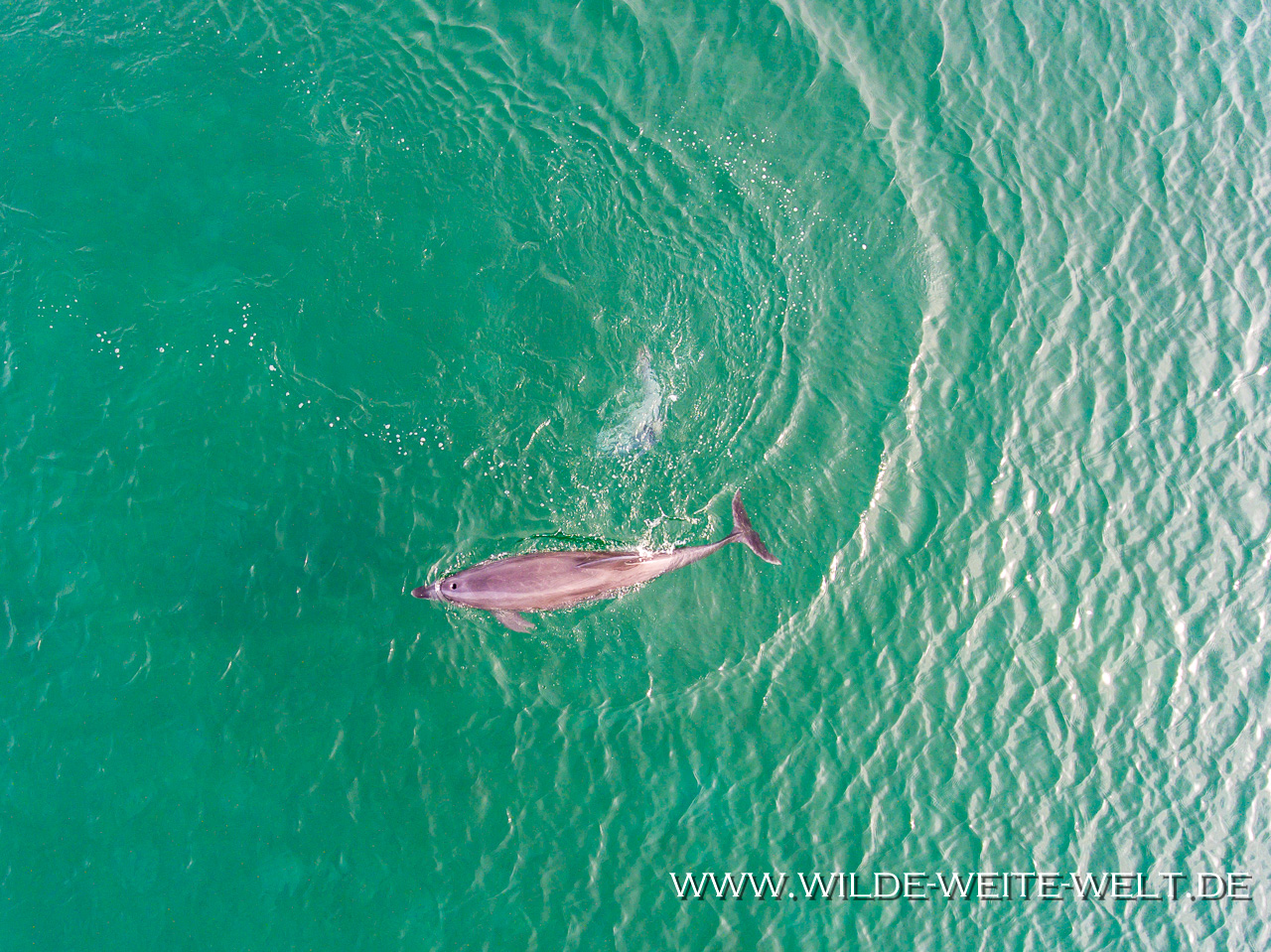 Totes-Delphinbaby-Playa-Ligui-Baja-California-Süd-7 Delfine / Dolphins entlang der Baja Sur [Mexico / Baja California]