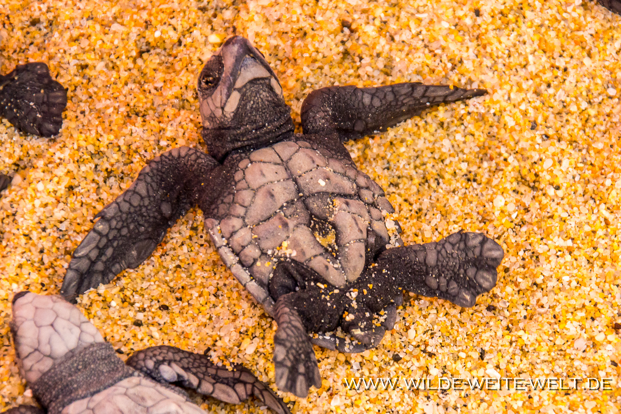 Turtle-Hatchlings-Tortugureos-Las-Playitas-Todos-Santos-Baja-California-Süd-18 Meeres-Schildkröten - Turtles [Mexico / Baja California]