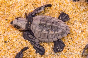 Turtle-Hatchlings-Tortugureos-Las-Playitas-Todos-Santos-Baja-California-Süd-18-300x200 Turtle Hatchlings