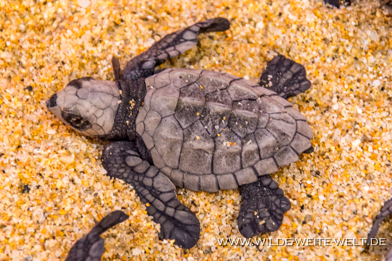 Turtle-Hatchlings-Tortugureos-Las-Playitas-Todos-Santos-Baja-California-Süd-18 Meeres-Schildkröten - Turtles [Mexico / Baja California]