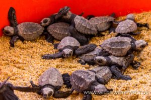 Turtle-Hatchlings-Tortugureos-Las-Playitas-Todos-Santos-Baja-California-Süd-8-300x200 Turtle Hatchlings