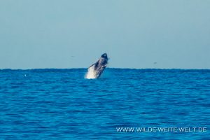 Humpback-Whales-Tortugureos-Las-Playitas-Todos-Santos-Baja-California-Süd-16-300x200 Humpback Whales