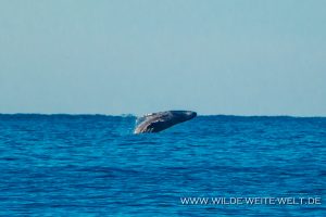 Humpback-Whales-Tortugureos-Las-Playitas-Todos-Santos-Baja-California-Süd-2-300x200 Humpback Whales