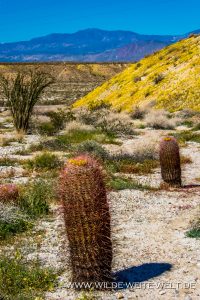 Barrel-Cactus-Ocotillo-und-Parish´s-Poppy-San-Felipe-Wash-Anza-Borrego-State-Park-California-3-200x300 Barrel Cactus, Ocotillo und Parish´s Poppy
