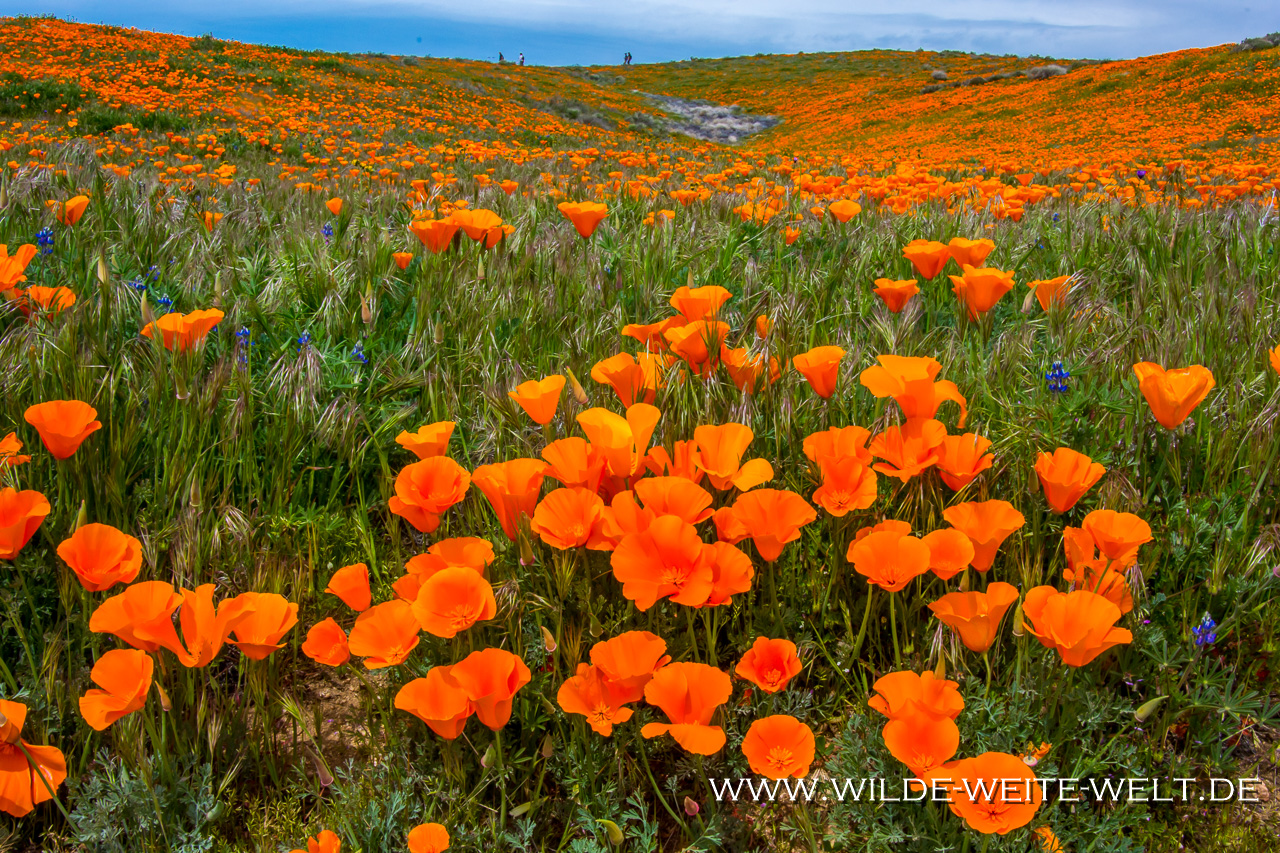 California-Poppies-Antelope-Valley-California-Poppy-Reserve-California-21 Goldmohn-Blüte im Super Bloom Jahr 2019 im Antelope Valley California Poppy Reserve [California]