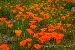 California-Poppies-Antelope-Valley-California-Poppy-Reserve-California-112-300x200 California Poppies