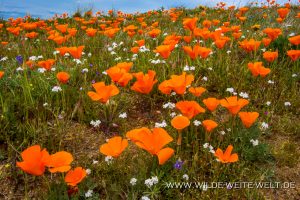 California-Poppies-Antelope-Valley-California-Poppy-Reserve-California-125-300x200 California Poppies
