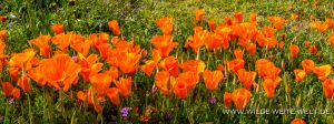 California-Poppies-Antelope-Valley-California-Poppy-Reserve-California-21-300x112 California Poppies