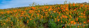 California-Poppies-Antelope-Valley-California-Poppy-Reserve-California-3-300x97 California Poppies
